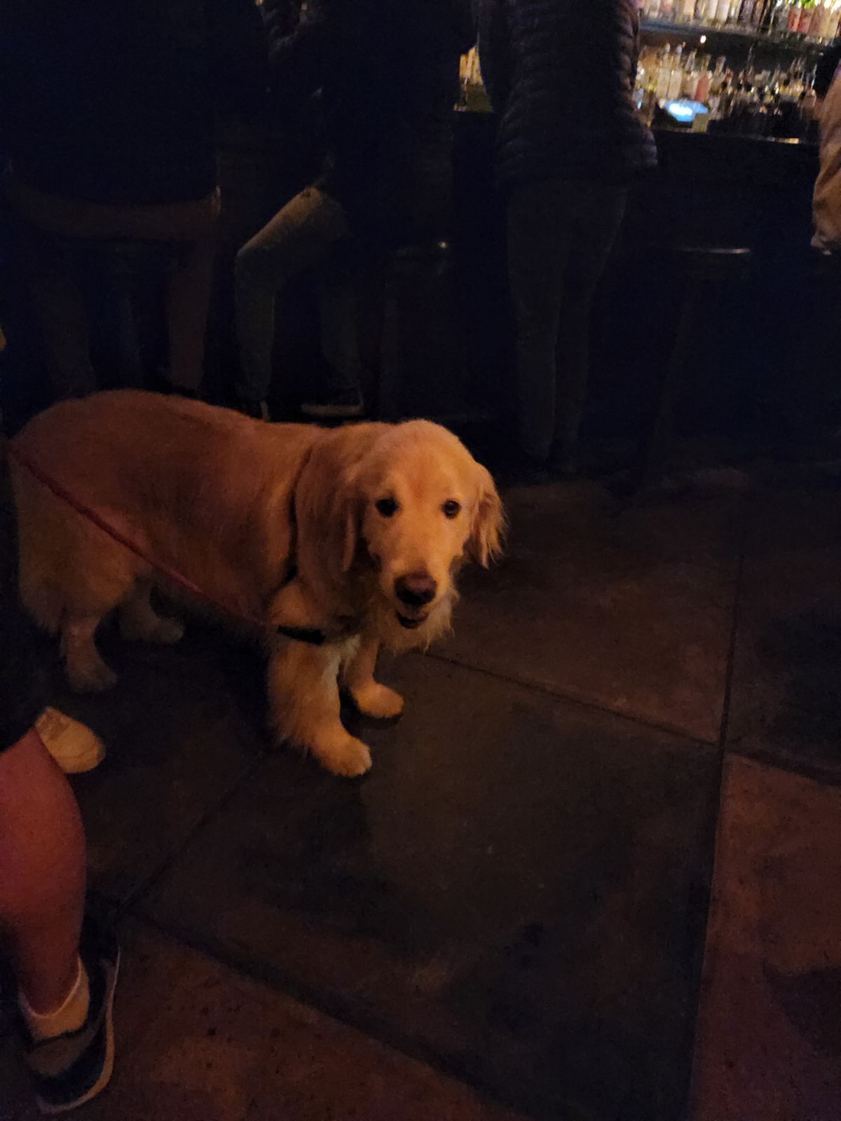 happy dog in bar
